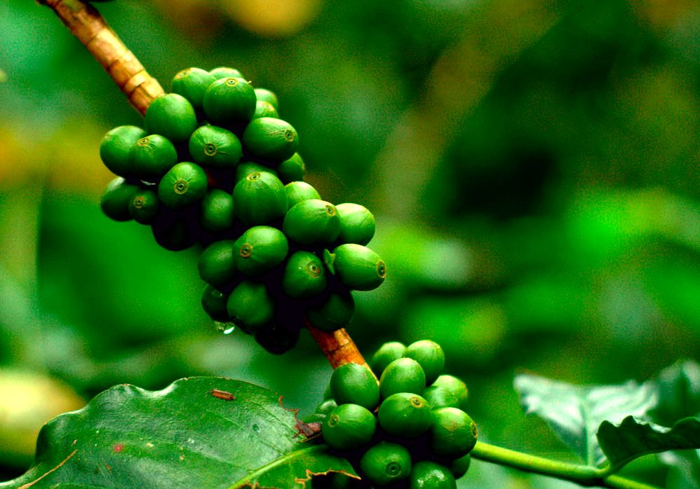 Brasiljuta - regiões de plantio do café verde do brasil :: pequenas propriedades