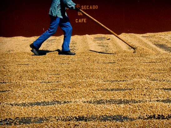 Brasiljuta - regiões de plantio do café verde do brasil :: Mundo Novo