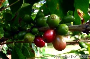 Puerto Rican Coffee Tours