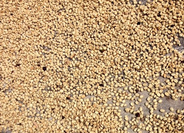 coffee beans drying at La Magdalena, Nicaragua