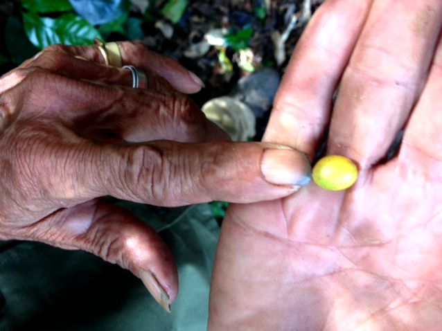 Coffee plantation tour at Finca La Magdalena, Ometepe