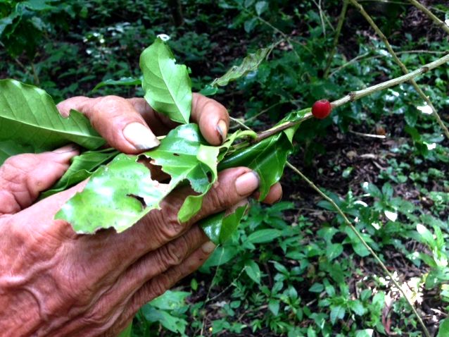 coffee plantation tour at La Magdalena, Nicaragua