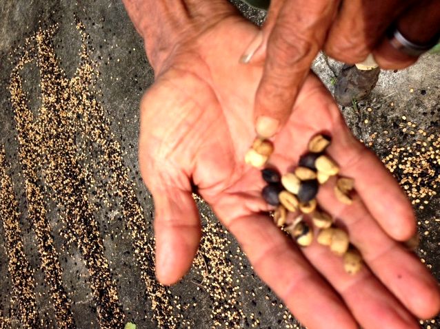 Coffee plantation tour at Finca La Magdalena, Ometepe