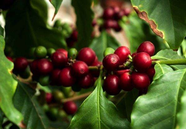Coffee Trader Volcafe Enters the Growing China Green Market