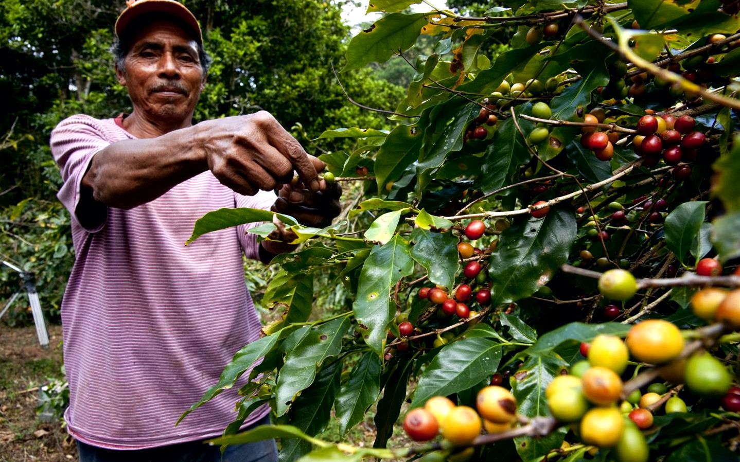 Sustainable coffee challenge- conservation worldwide stimulating curiosity about sustainable coffee