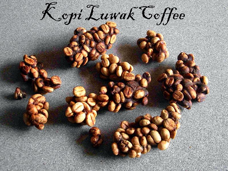 kopi luwak indonesia coffee bean