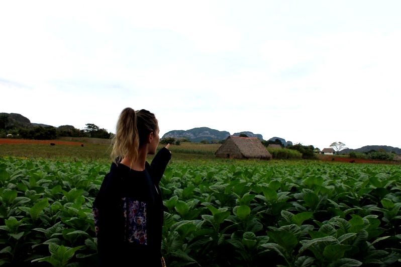 Visiting coffee plantation in cuba, vinales within the far northeastern